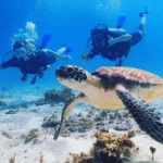 También Se Puede Disfrutar De La Pesca Y Actividades Acuáticas Como El Buceo En Punta Cana, Republica Dominicana
